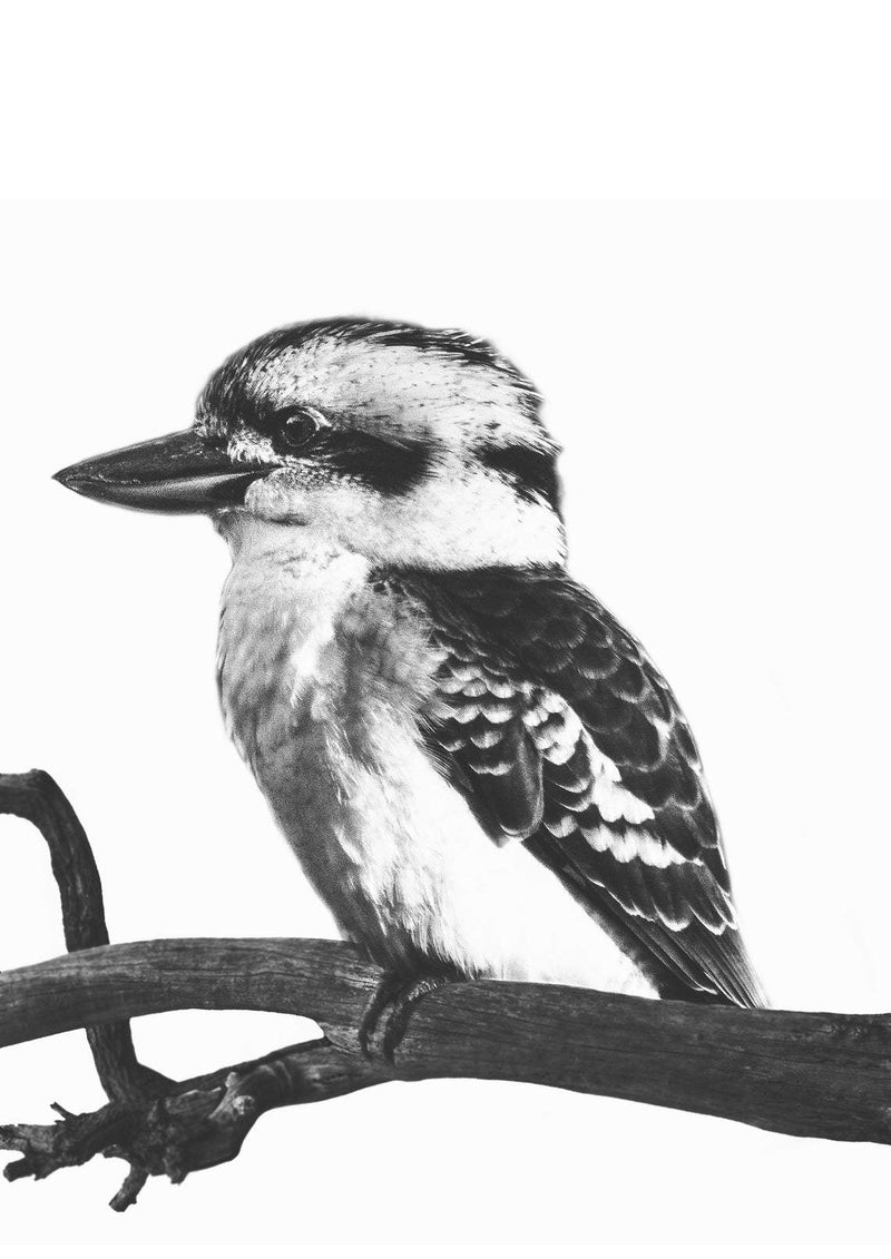 Kookaburra print, digital download, black and white photo, wildlife print, Kookaburra poster, printable wall art, instant download